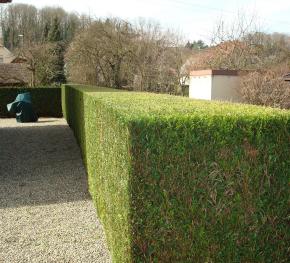 nettoyage pelouse, entretien haies à l'année - Jardin région de mulhouse