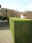 transplantation, contrat d'entretien paysages