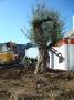 plantation, nettoyage espace vert